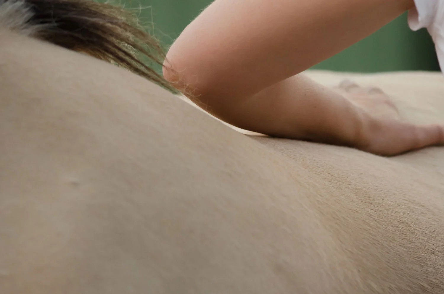 Paard-Actief-equine-(sport)massage.jpg