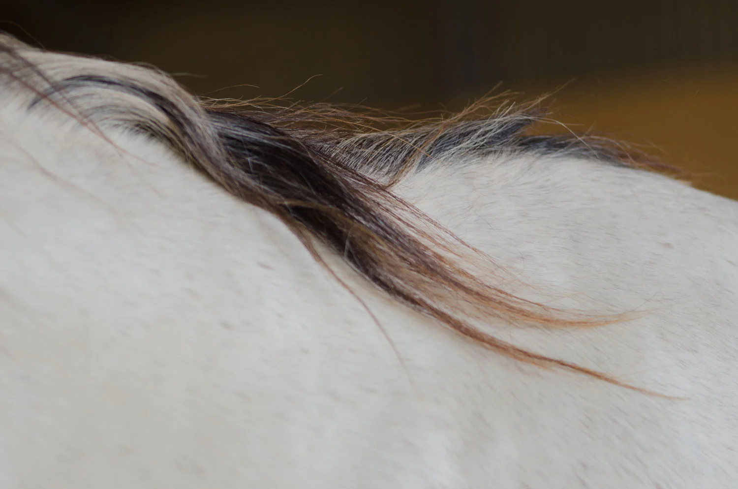 Keerpunt-Paard-Actief.jpg
