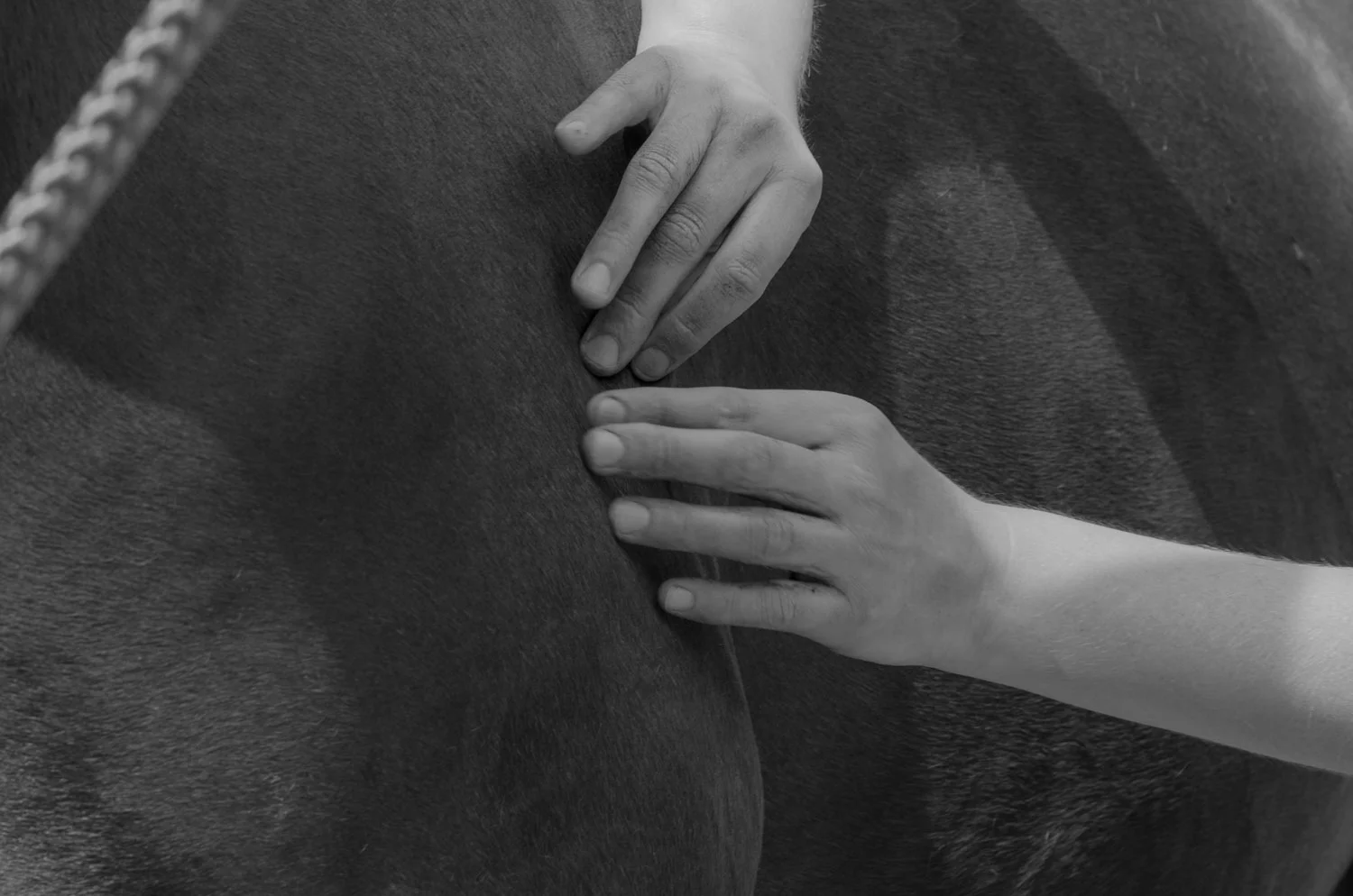 huidrollen-Paard-Actief.jpg