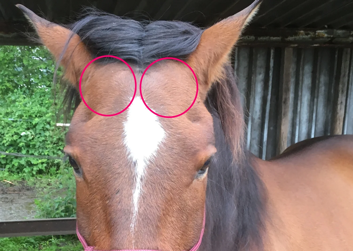 Foto 3: m. Temporalis