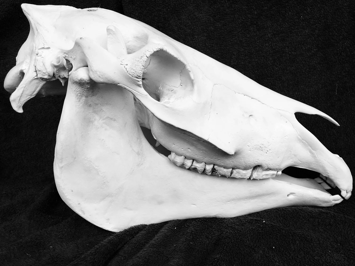 Tmj En De Kaakspieren… Ontspanning Van Hoofd Tot Staart. — Paard Actief
