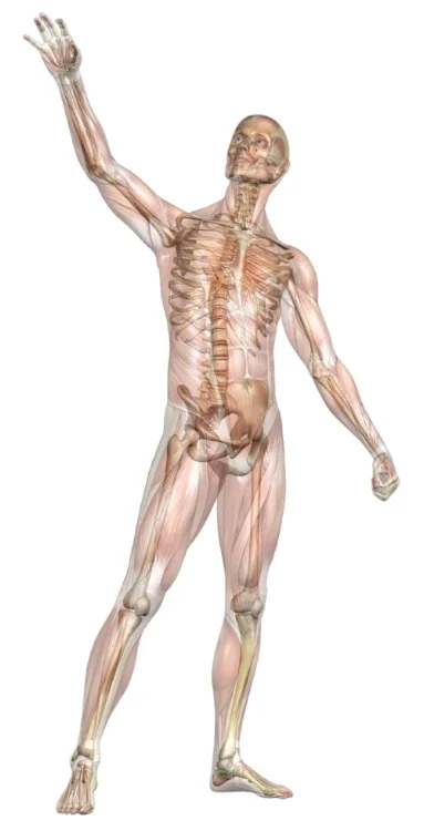 Paard-Actief---Anatomie-mens.jpg