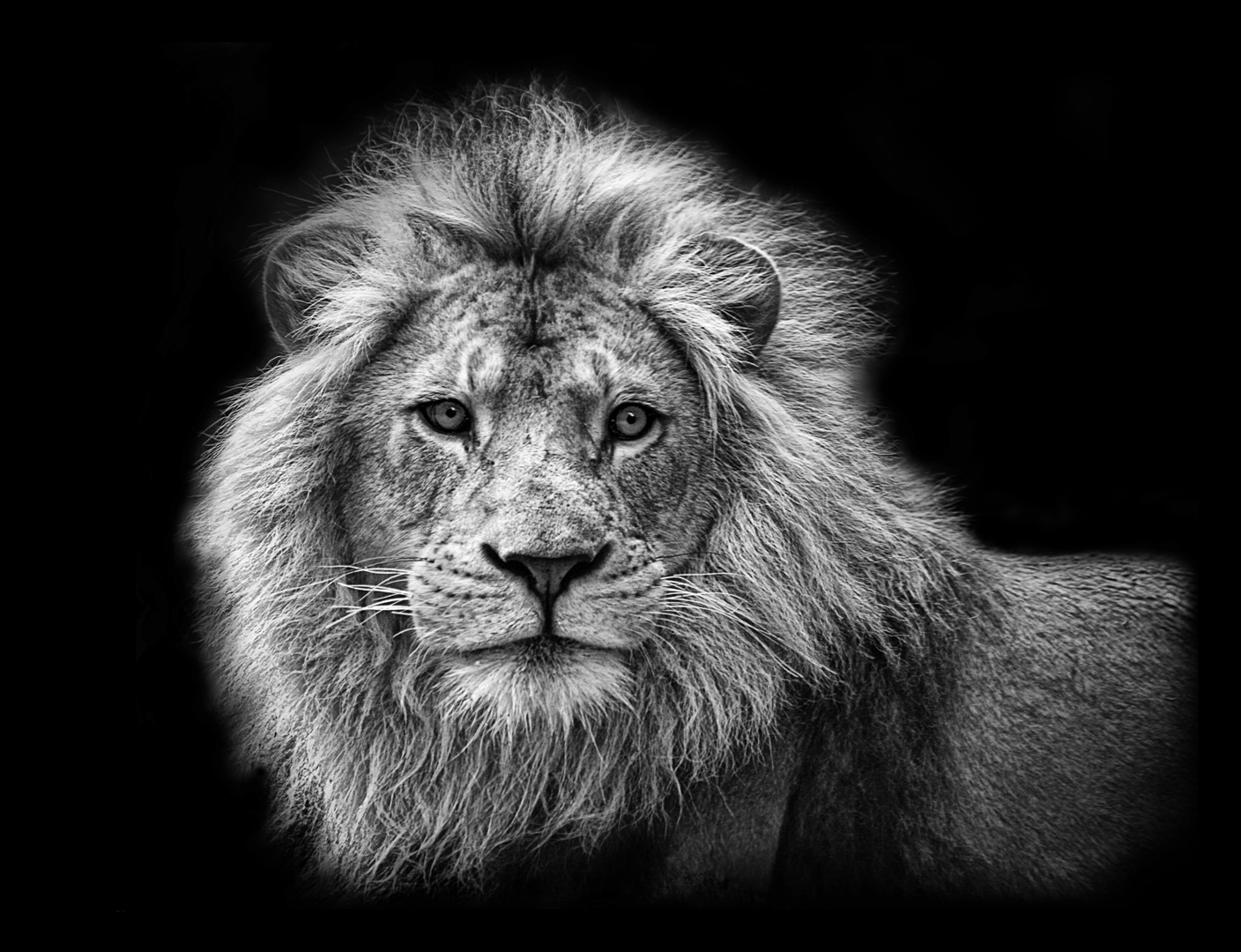 lion.jpg