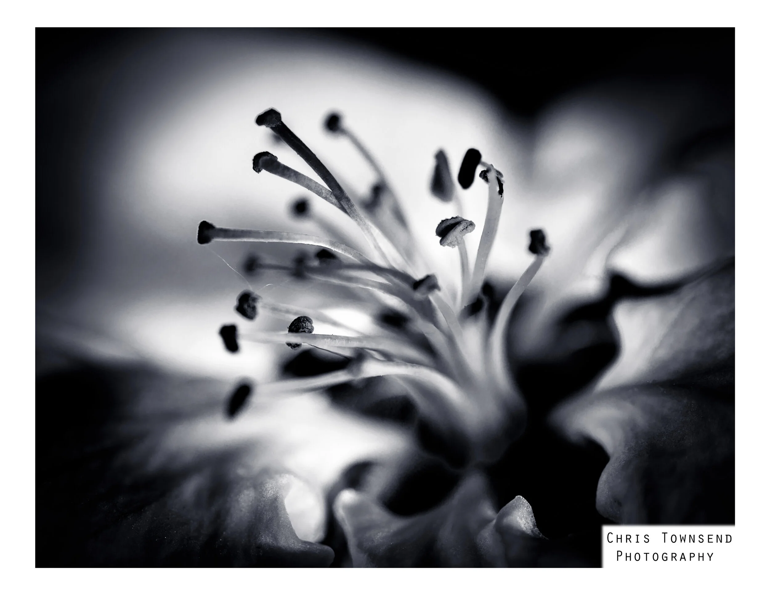 Apple blossom in quarantine