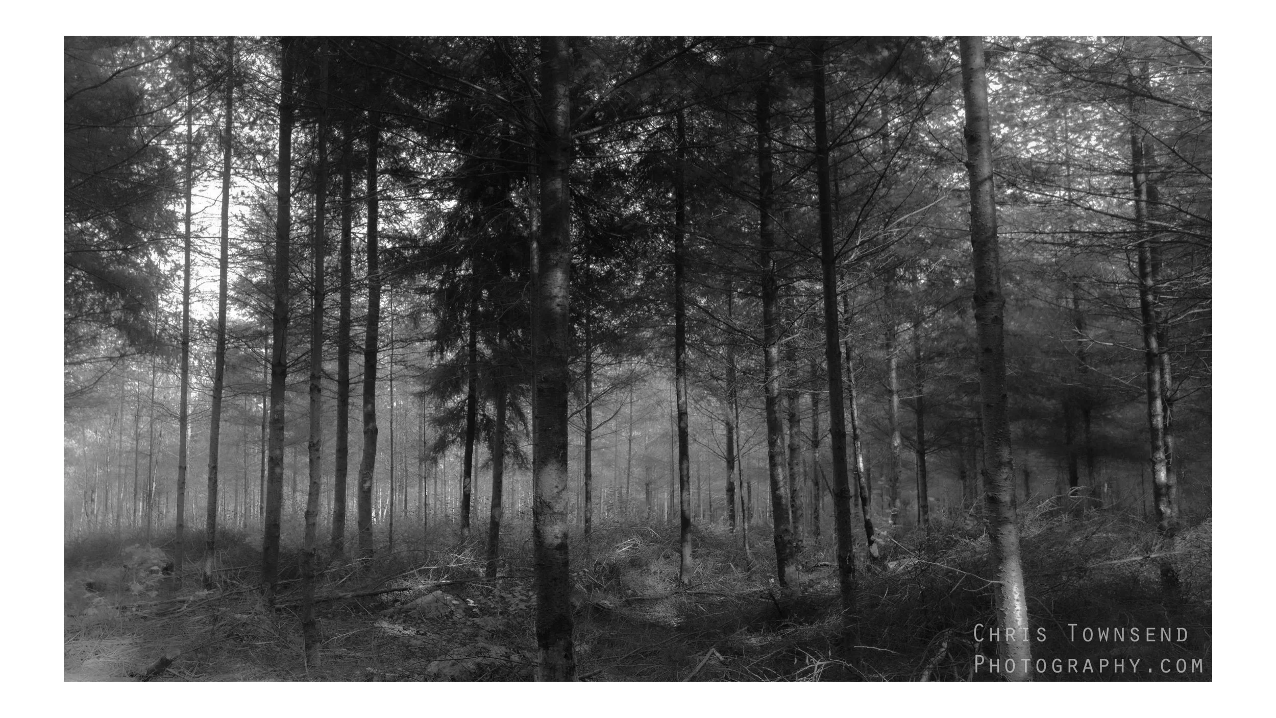 Into the woods, Cornwall