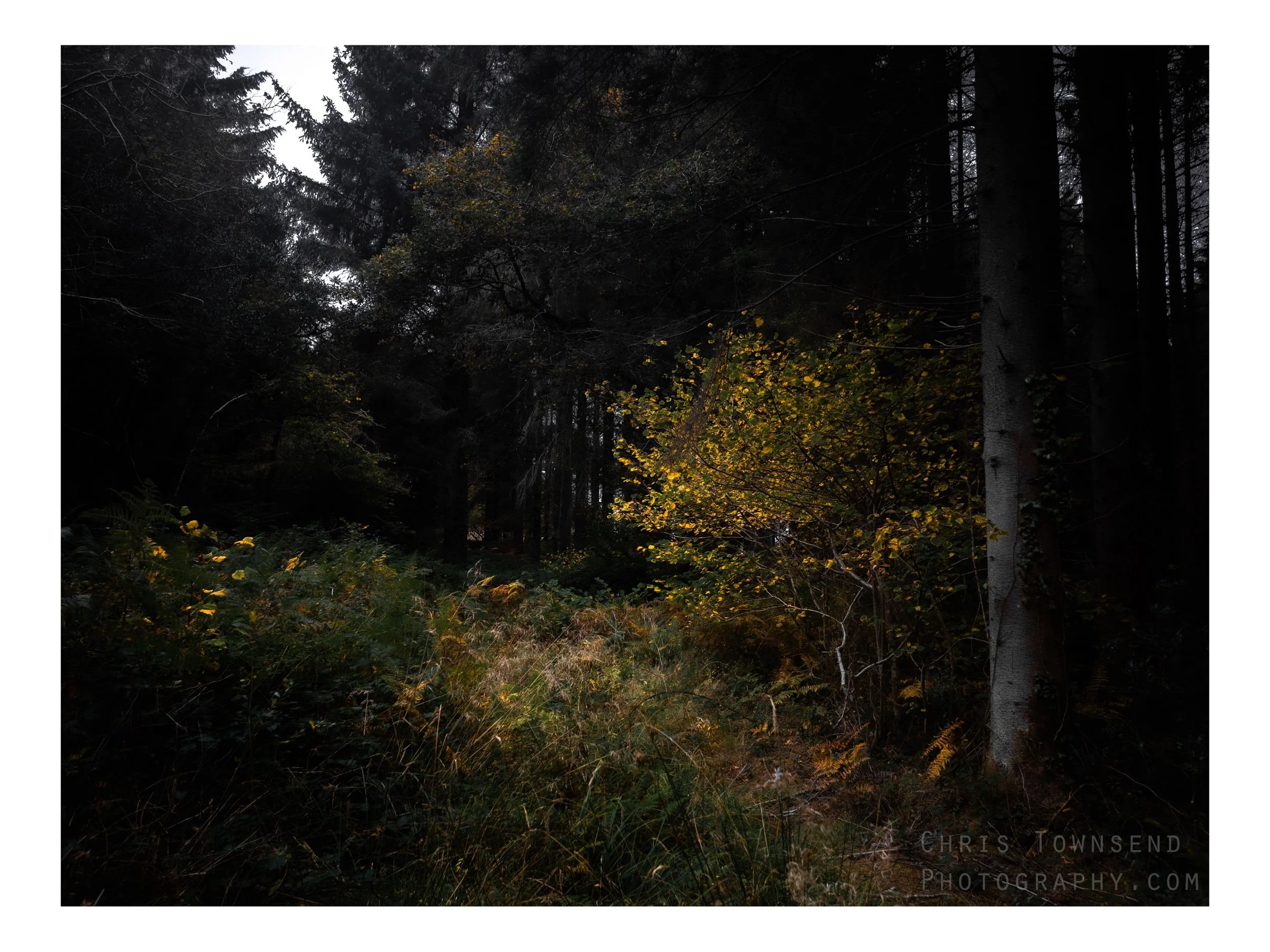 First sparks of Autumn. Ladock Woods, Cornwall