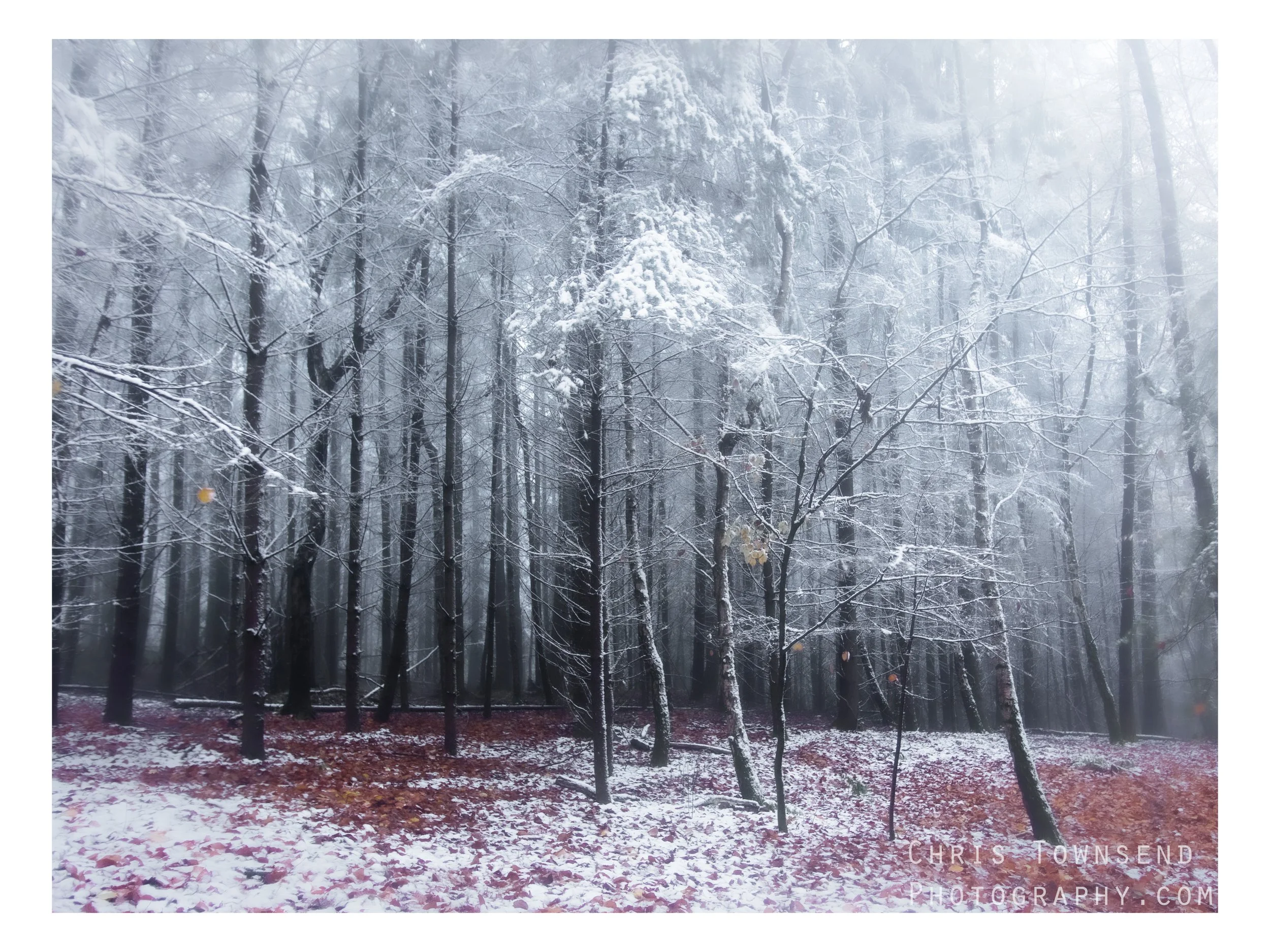 Winter dust. Forest of Dean.