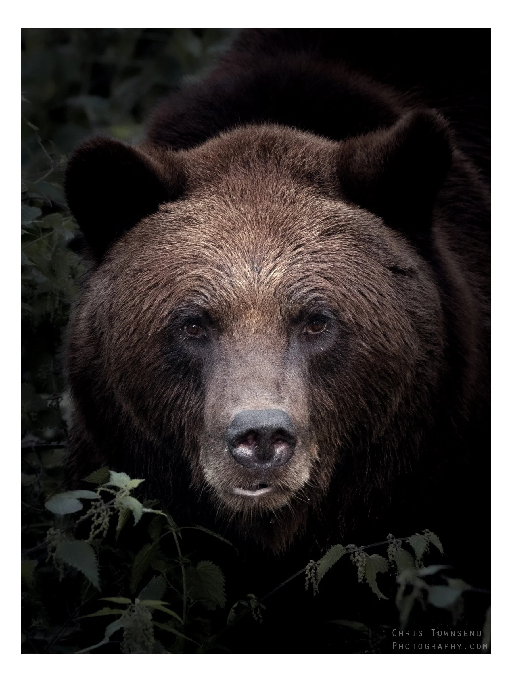 Brown bear