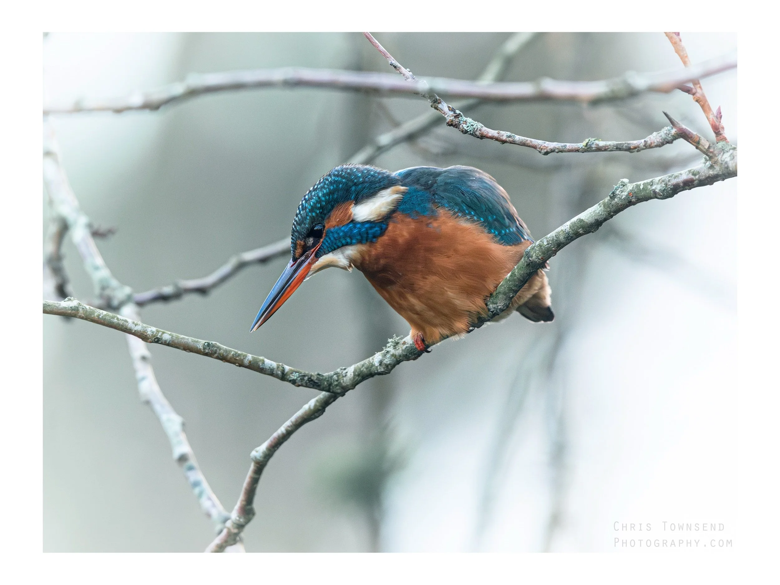 blue bastard 3b fin.jpeg