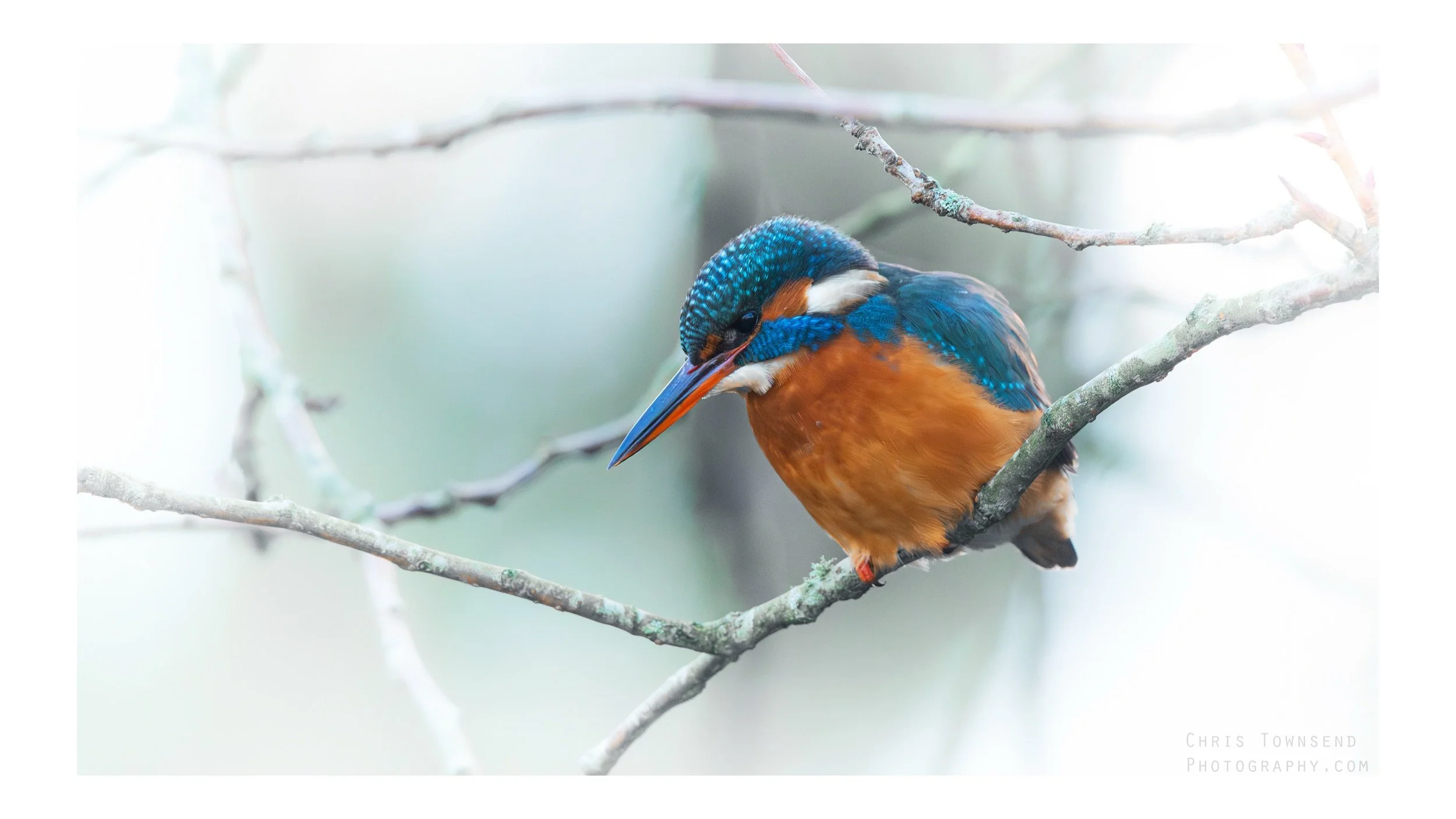 A kingfisher on the hunt