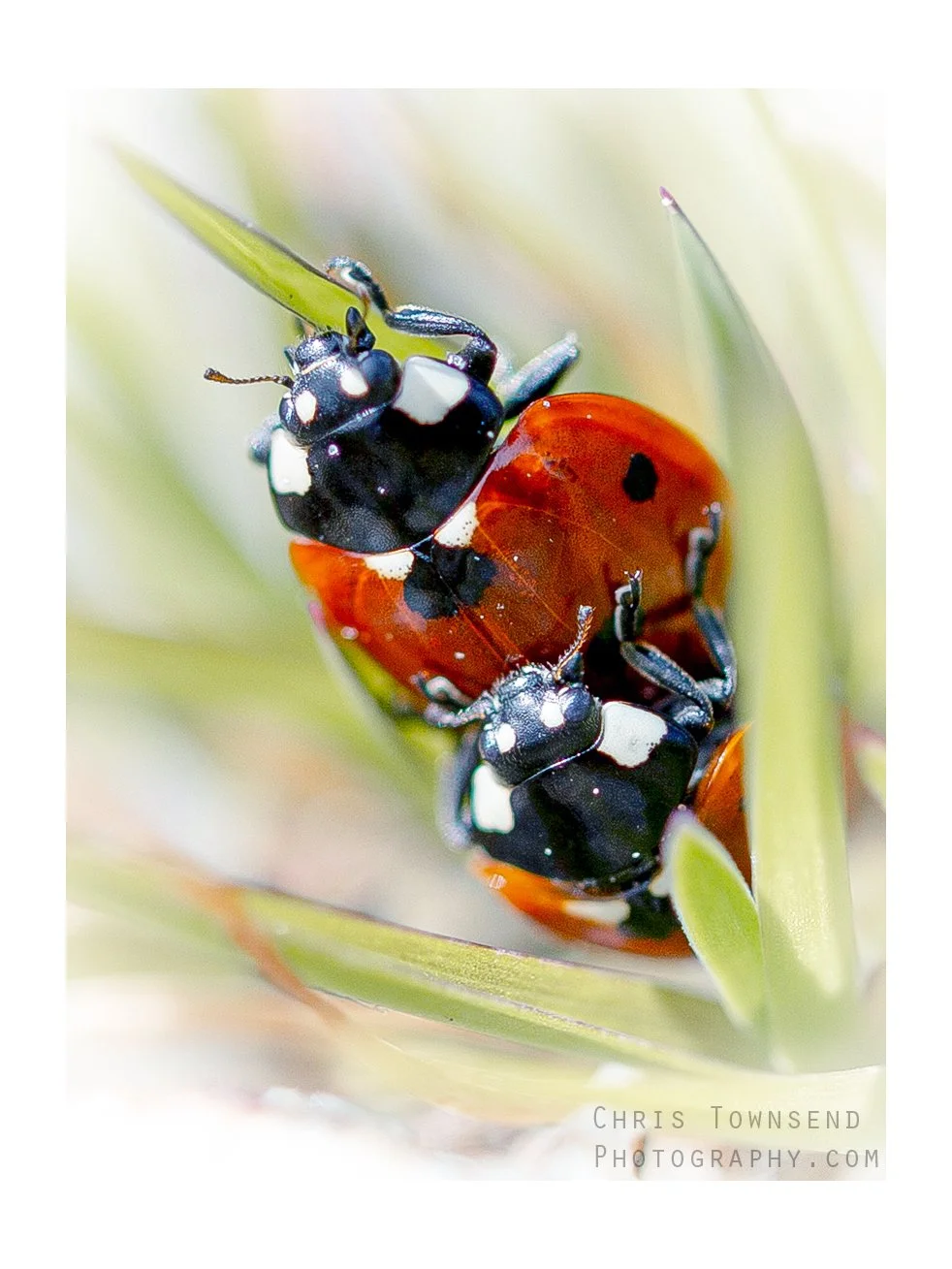 Spots