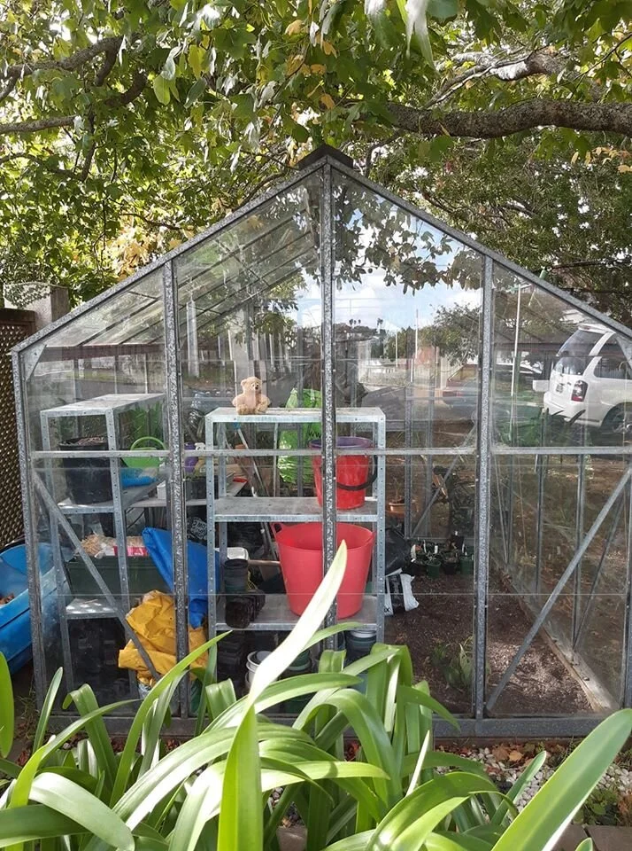 teddy in glasshouse.jpg