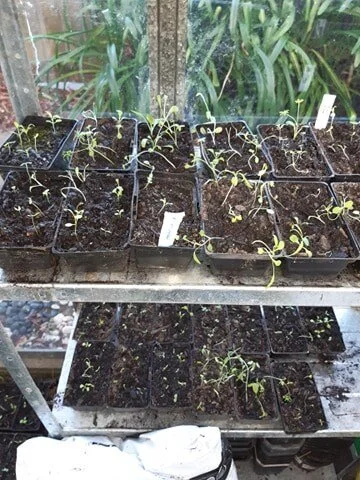 seedlings 2 pic.jpg