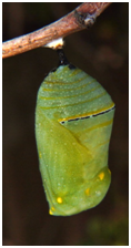 chrysalis.png