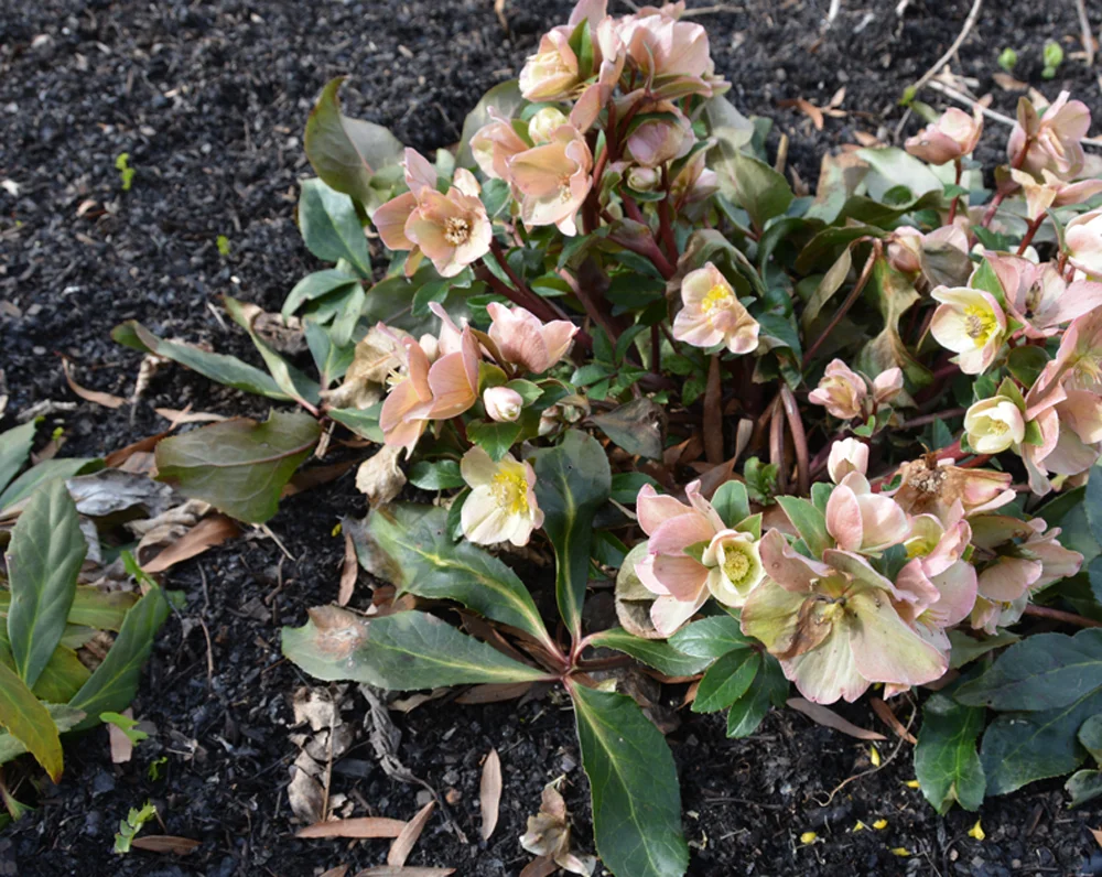 My Garden: End of February