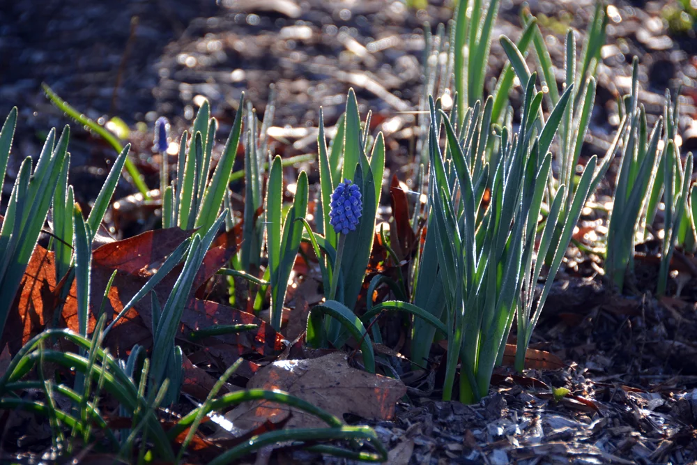 My Garden:  End of March