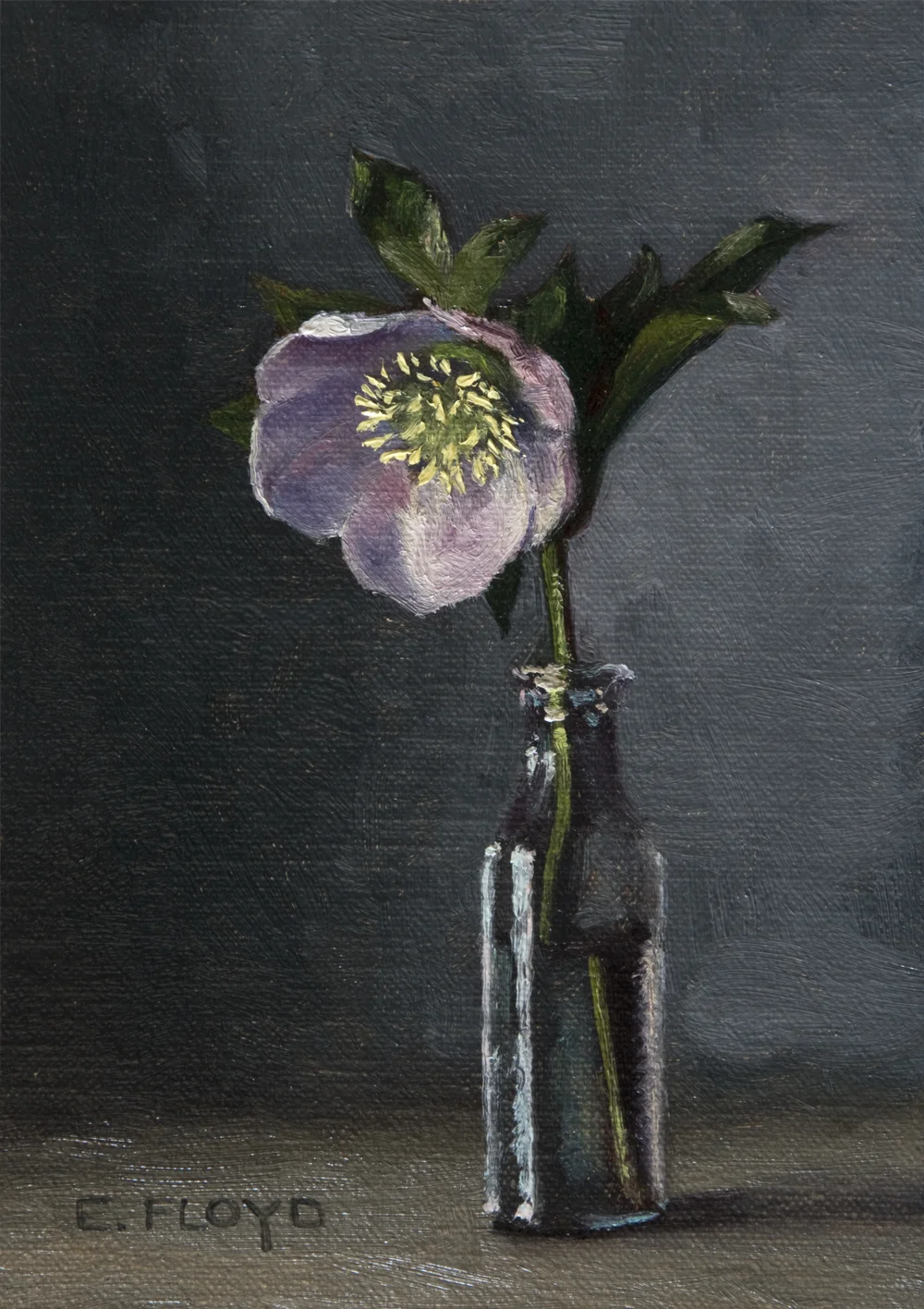 Hellebore, 7 x 5 inches