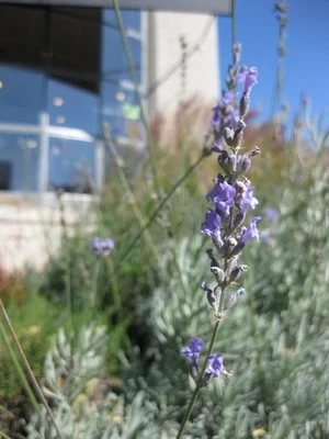 Lavendar on a Sunny Day