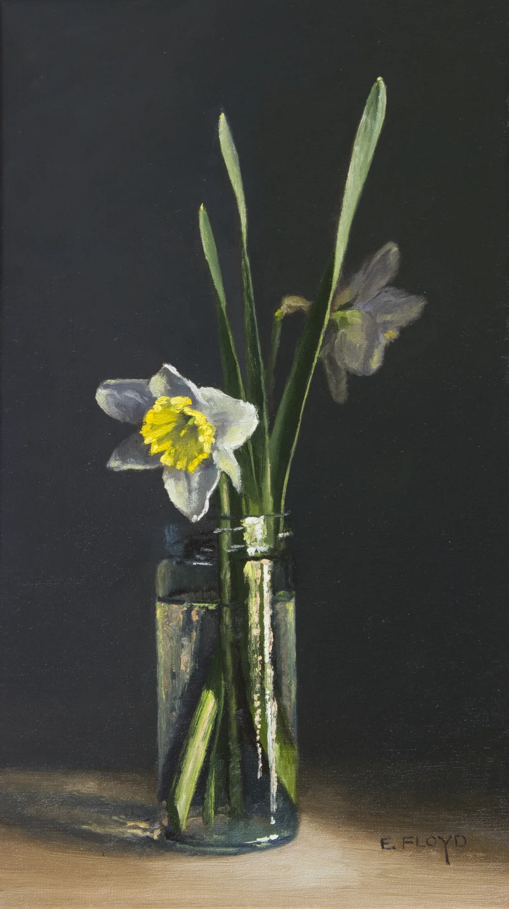 Narcissus "Ice Follies", 16 x 9 inches