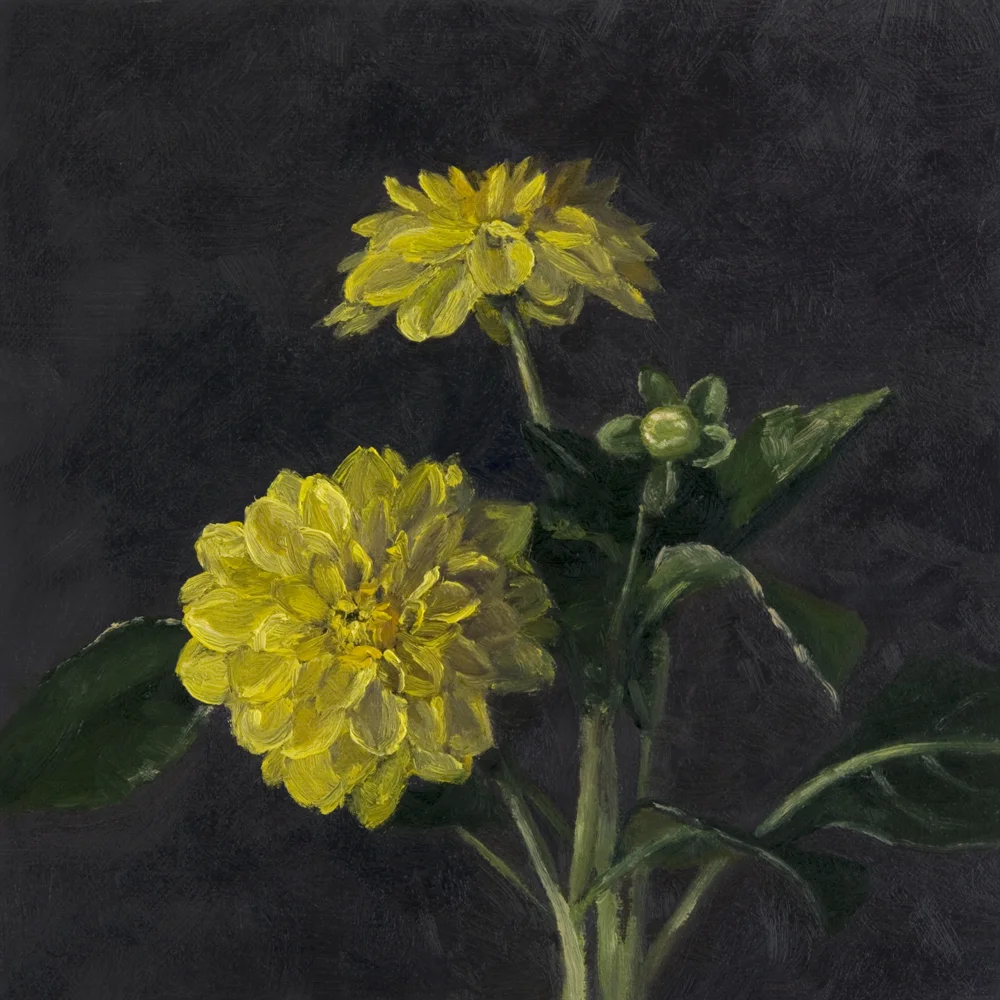 "Sisa" Dahlias, 8 x 8 inches