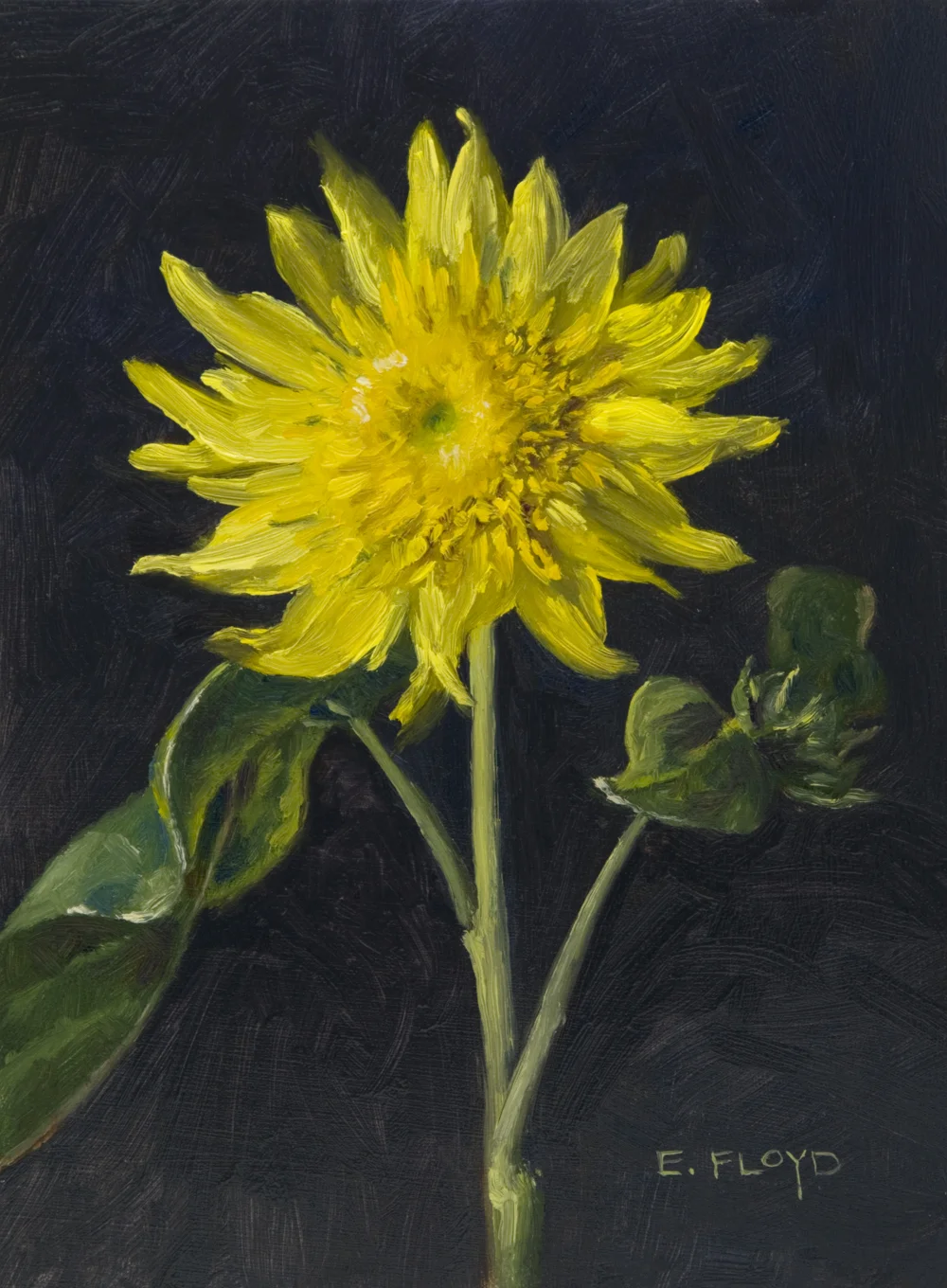 Sunburst Lemon Aura Sunflower, 8 x 6 inches