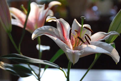 Friday Inspiration: Beauty