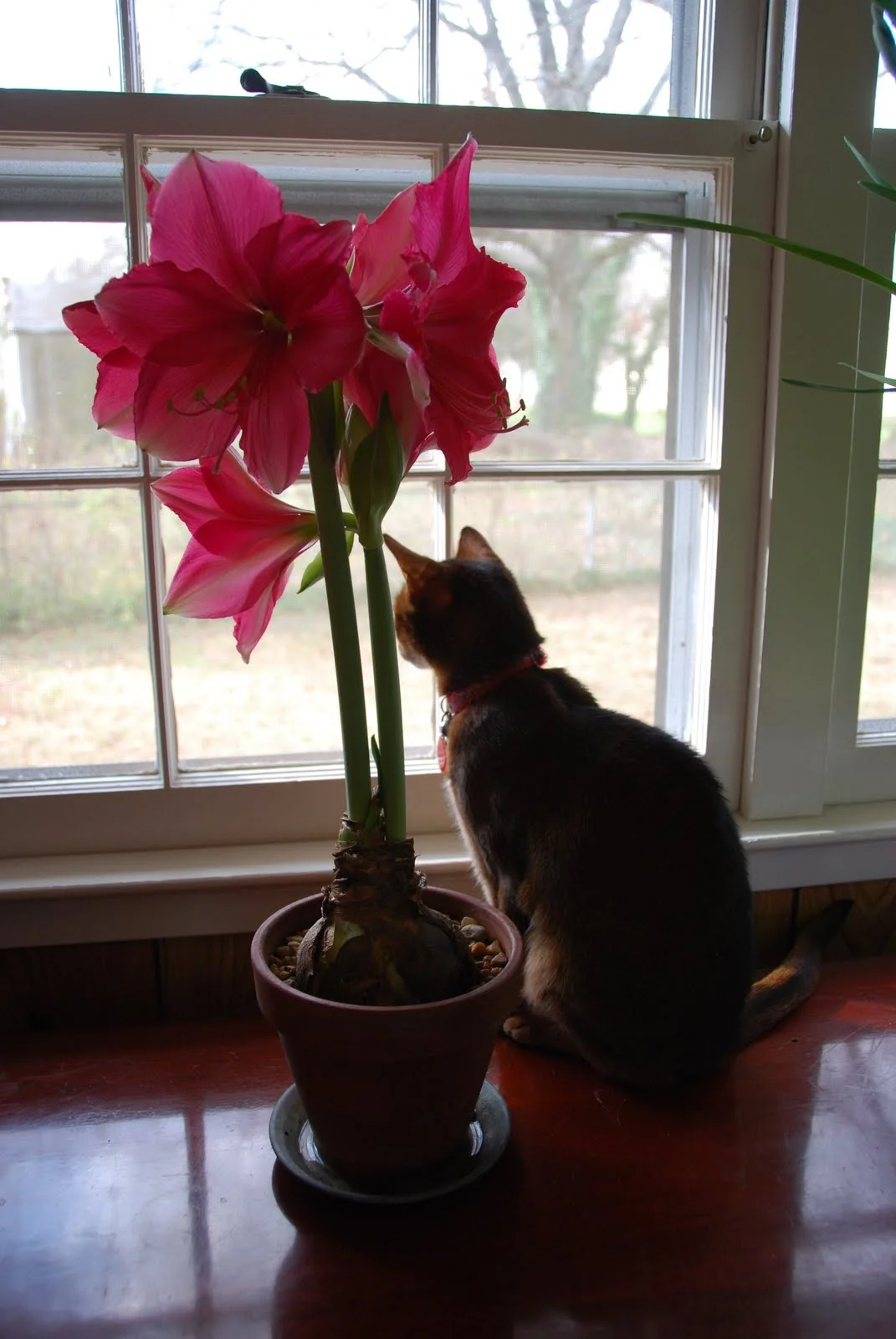 Friday Inspiration: home pleasures & the year in review...