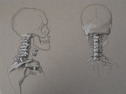 Another Anatomy Sketch