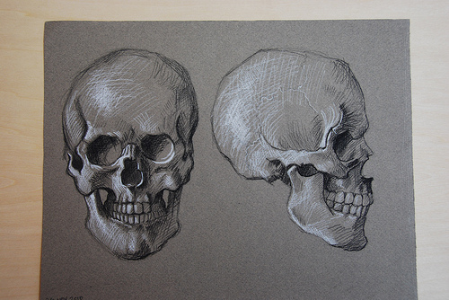 Anatomy Drawings: the skull and its muscles