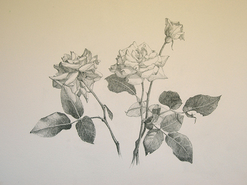 Roses {A New Drawing}