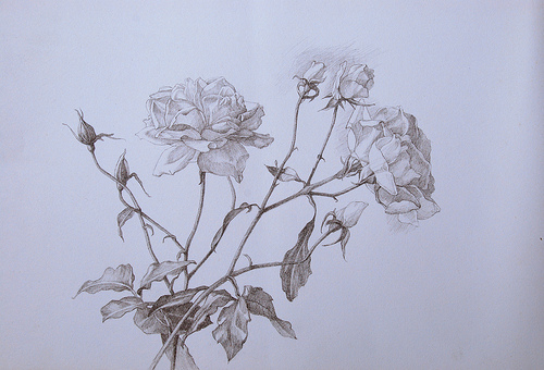 New Drawing and a link