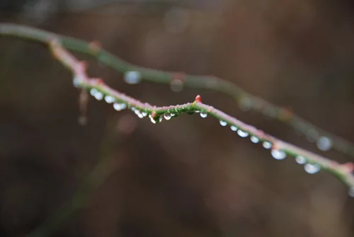 Five Things to Admire on Gray and Rainy Winter Days