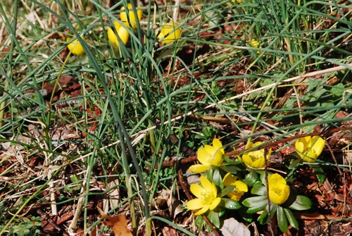 things to share... virtual learning... workshop... and a newsletter...