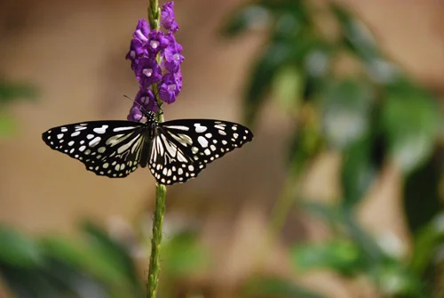 Butterfly Exhibit