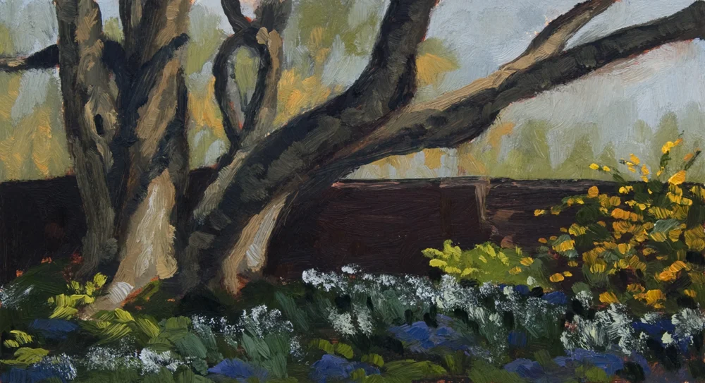 Osage Orange Tree at River Farm