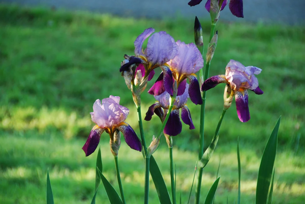 Snippets from the Garden...