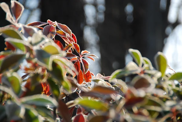 life lately: wintry mix and frosty weather