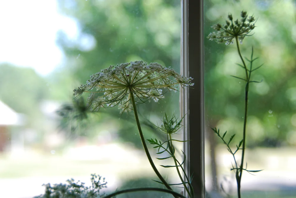 Friday Inspiration: Stopping and Looking