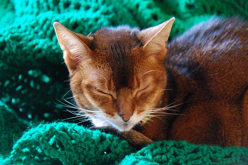 Happy Thanksgiving Day!