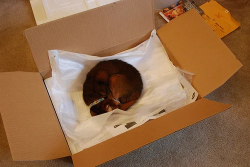 Slim's new napping place