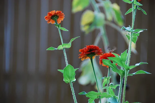 At Dusk in the Garden