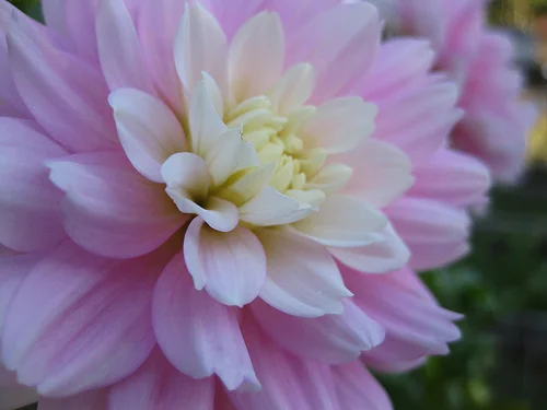Dahlias