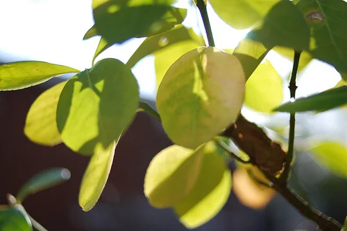 Looking for Green...