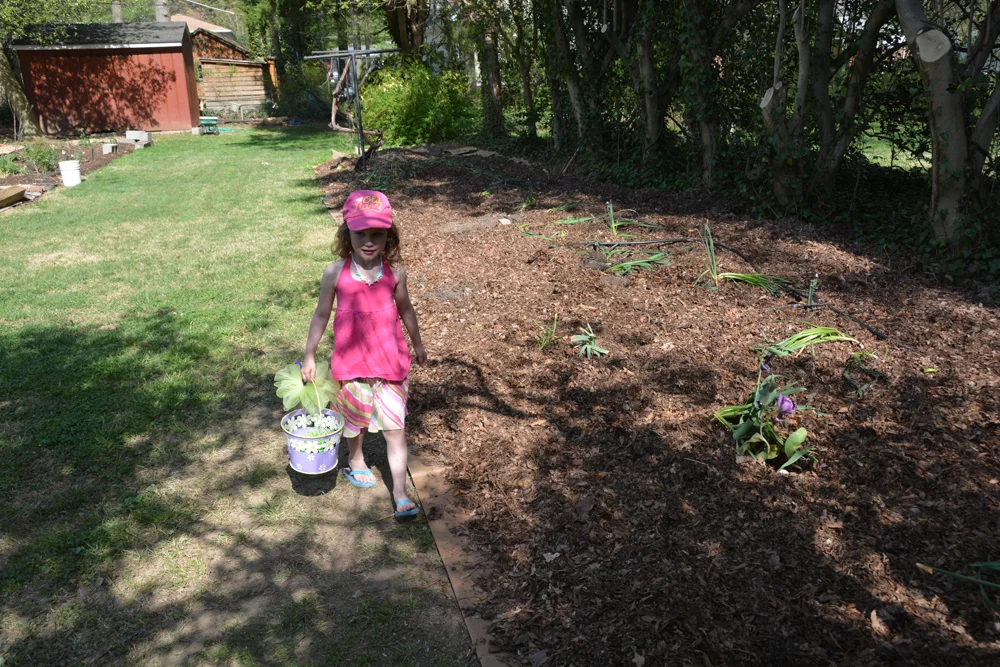 20170504-garden-update-03.jpg