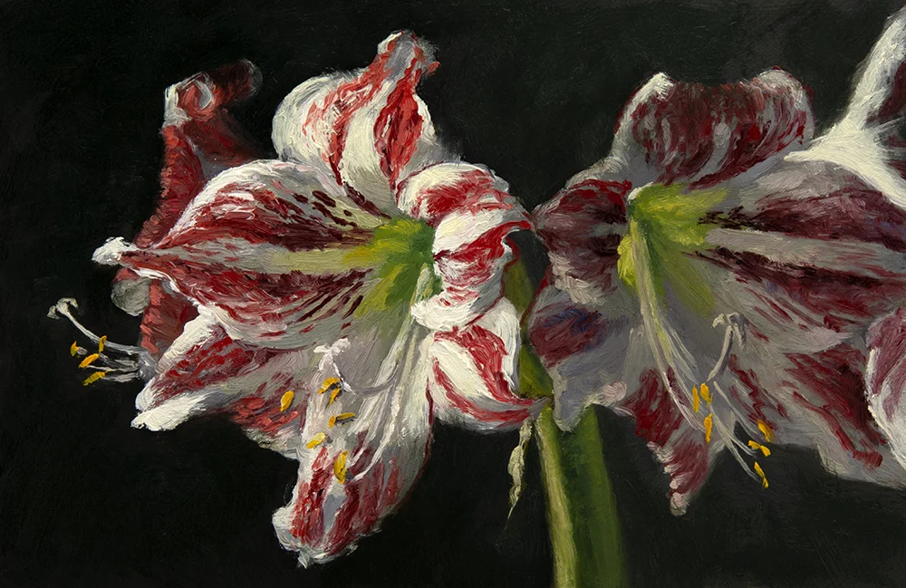 Day 15: Oil painting of Amaryllis “Ambiance”, 6 x 9 inches, oil on panel