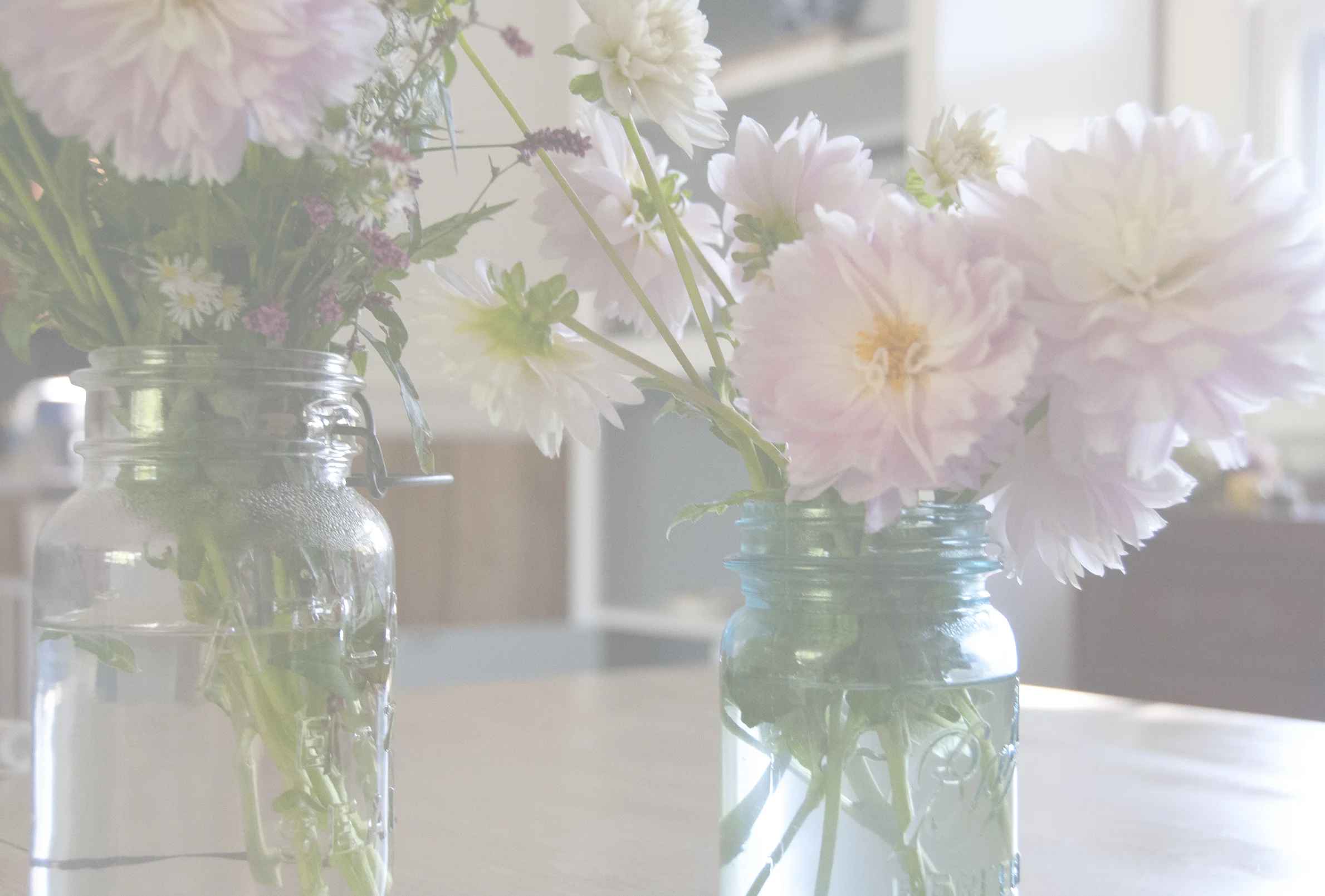 signup dahlias 2.jpg