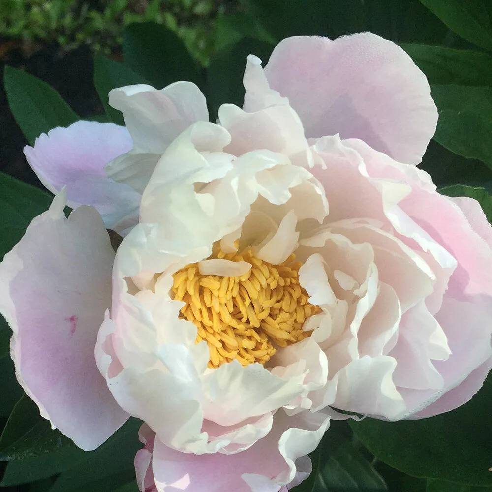 peony.jpeg