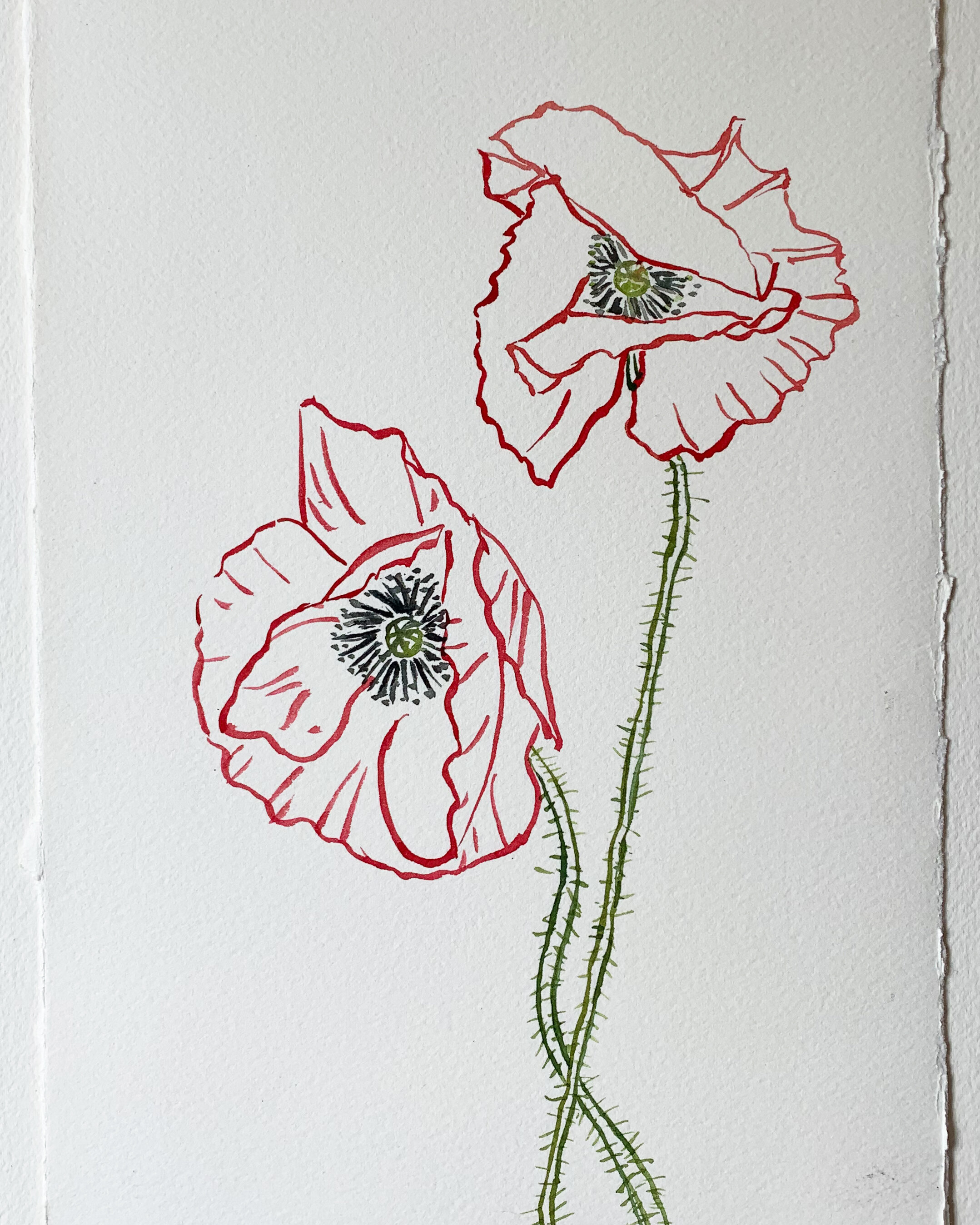 Poppies No. 1