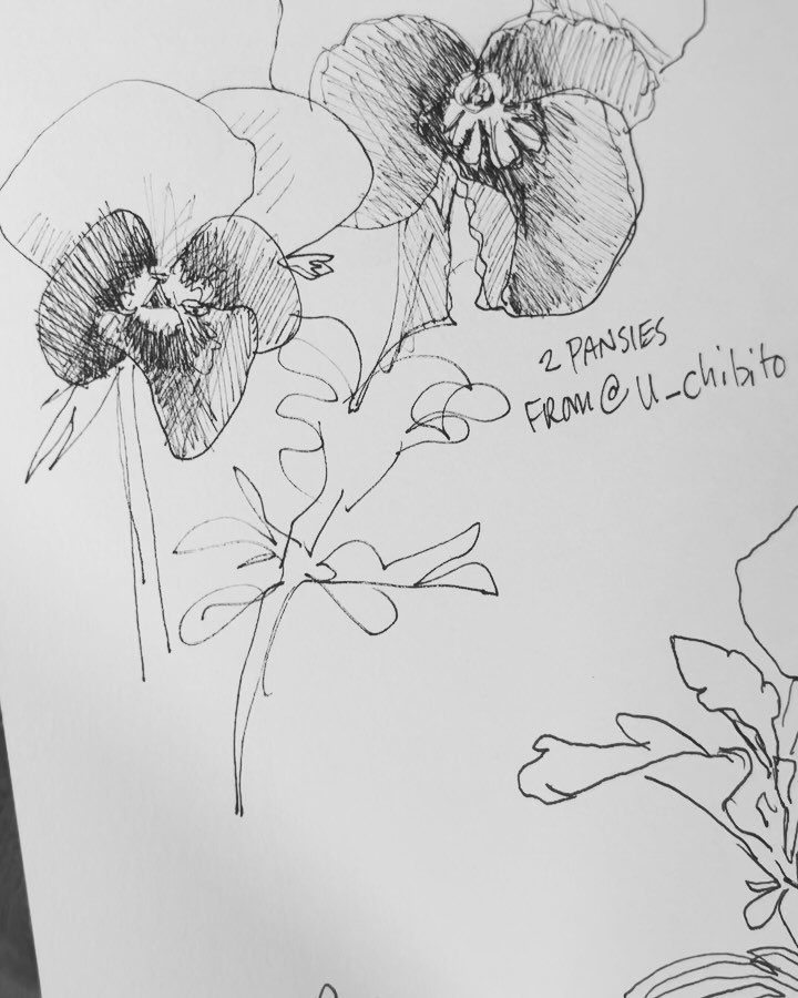 One of my favorite things to do is to sketch at night. This drawing of pansies was inspired by a photo from @u_chibito. I&rsquo;m so grateful for all the flower inspiration this feed has. 

#Elizabethfloydart #sketching #inkdrawing #drawingflowersmak