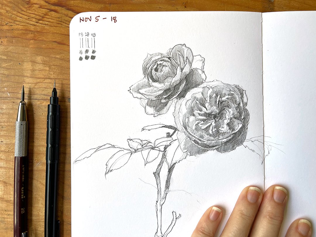 Drawing Roses: pencil drawing in a sketchbook — Elizabeth Floyd